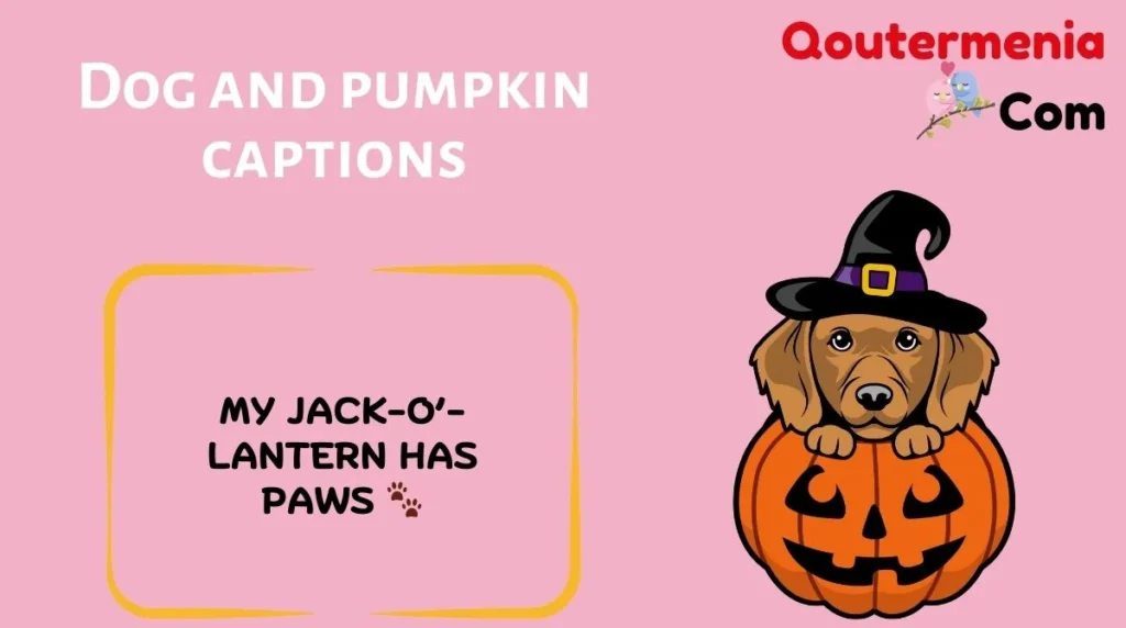 Dog and pumpkin captions