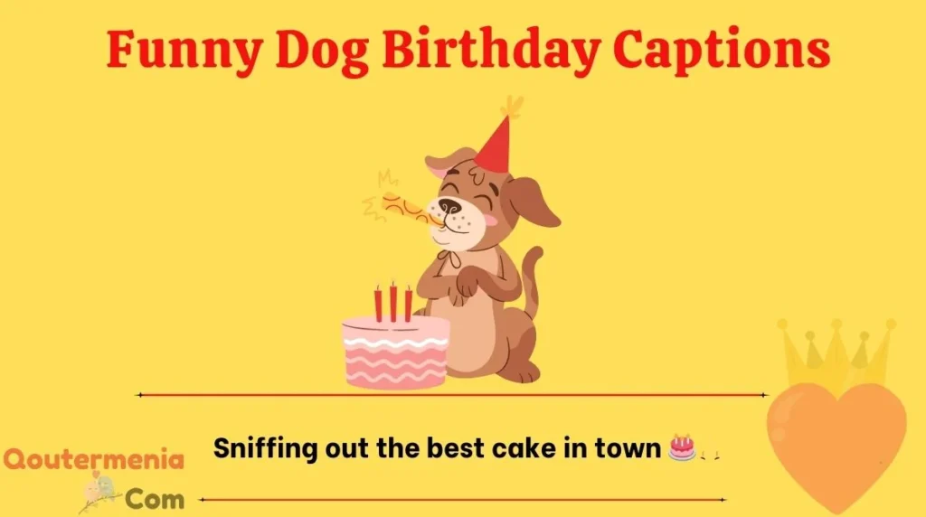 Funny Dog Birthday Captions