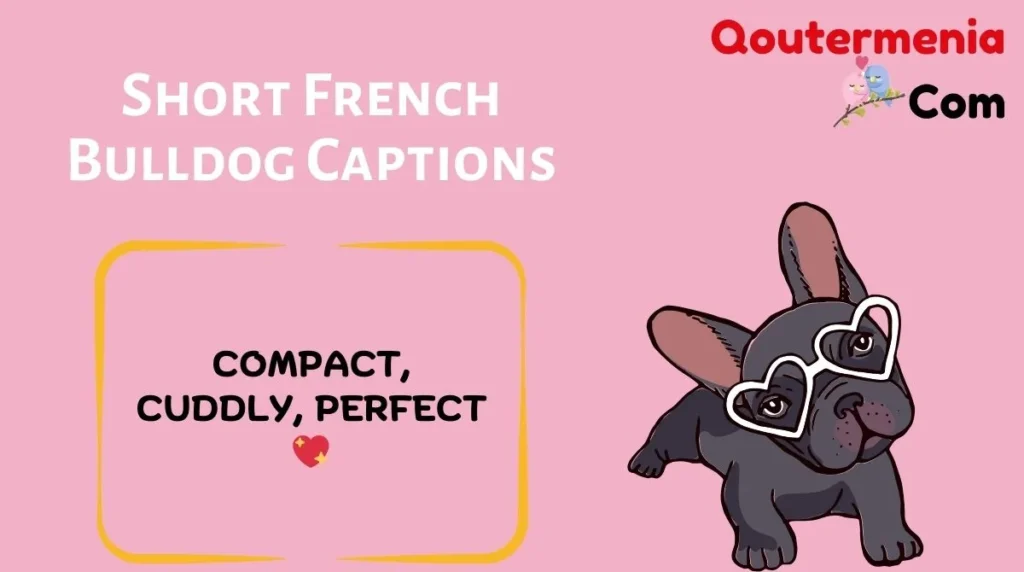 Short French Bulldog Captions