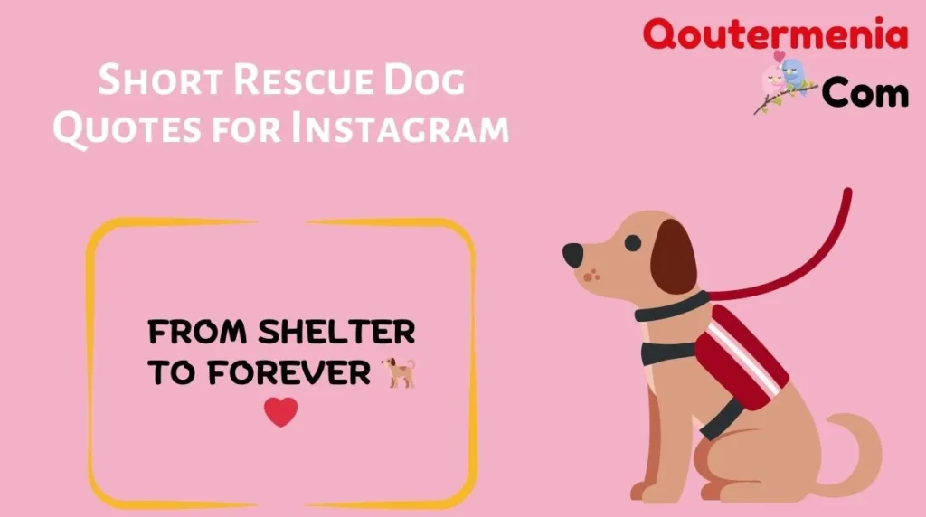 Short Rescue Dog Quotes for Instagram